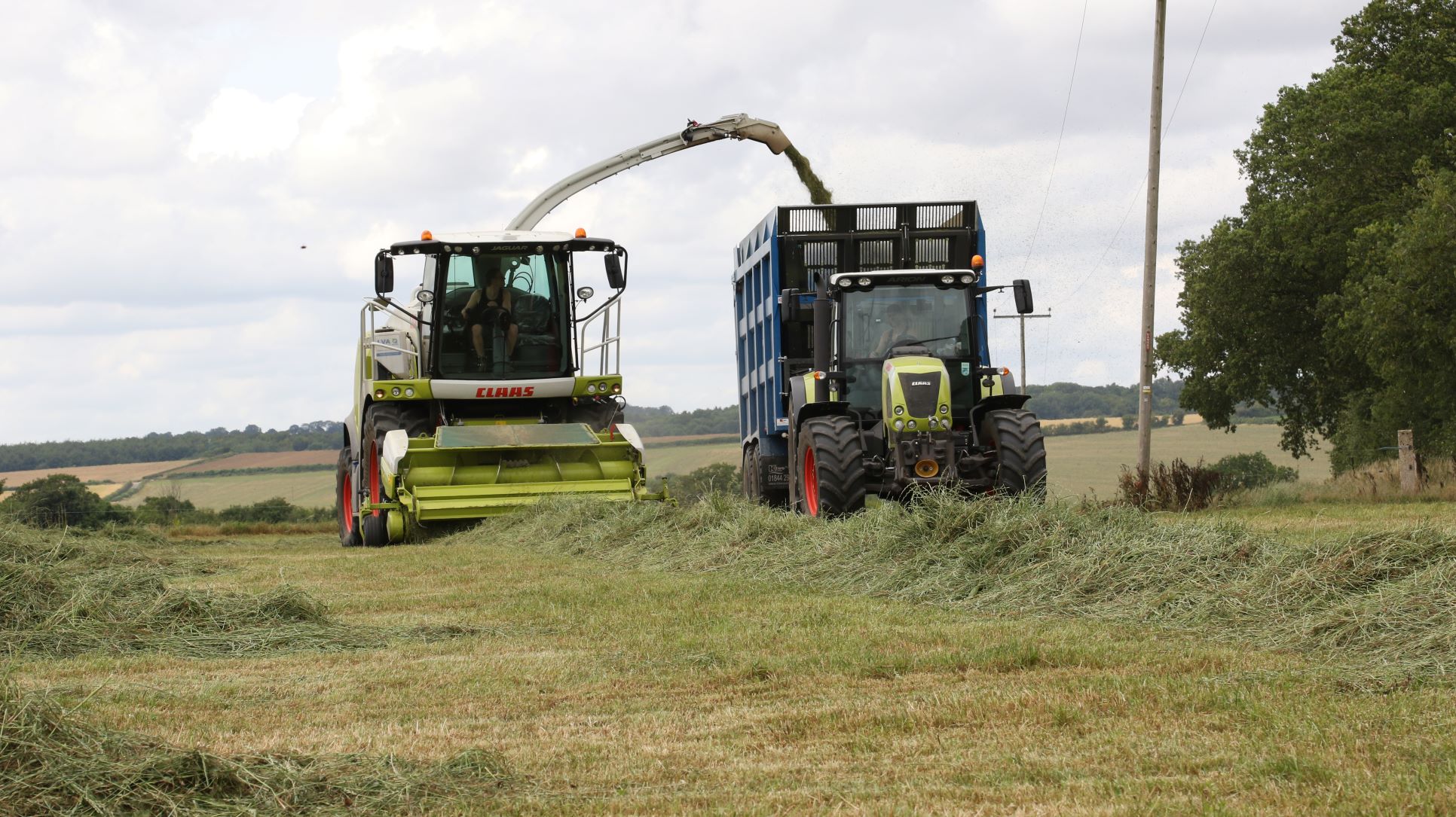 Silage being cut with forage harvester